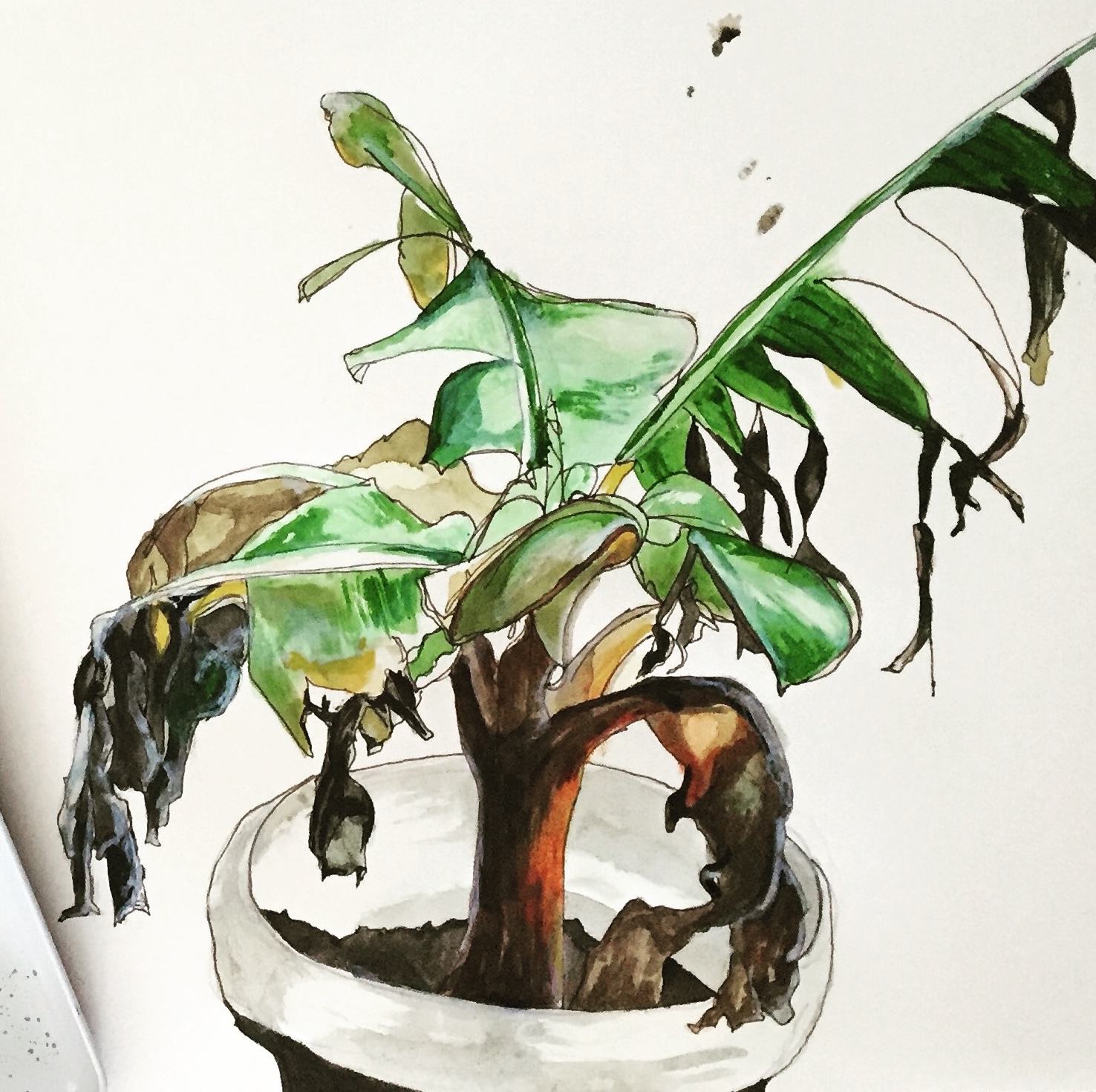 Painting of a banana plant in a white pot.