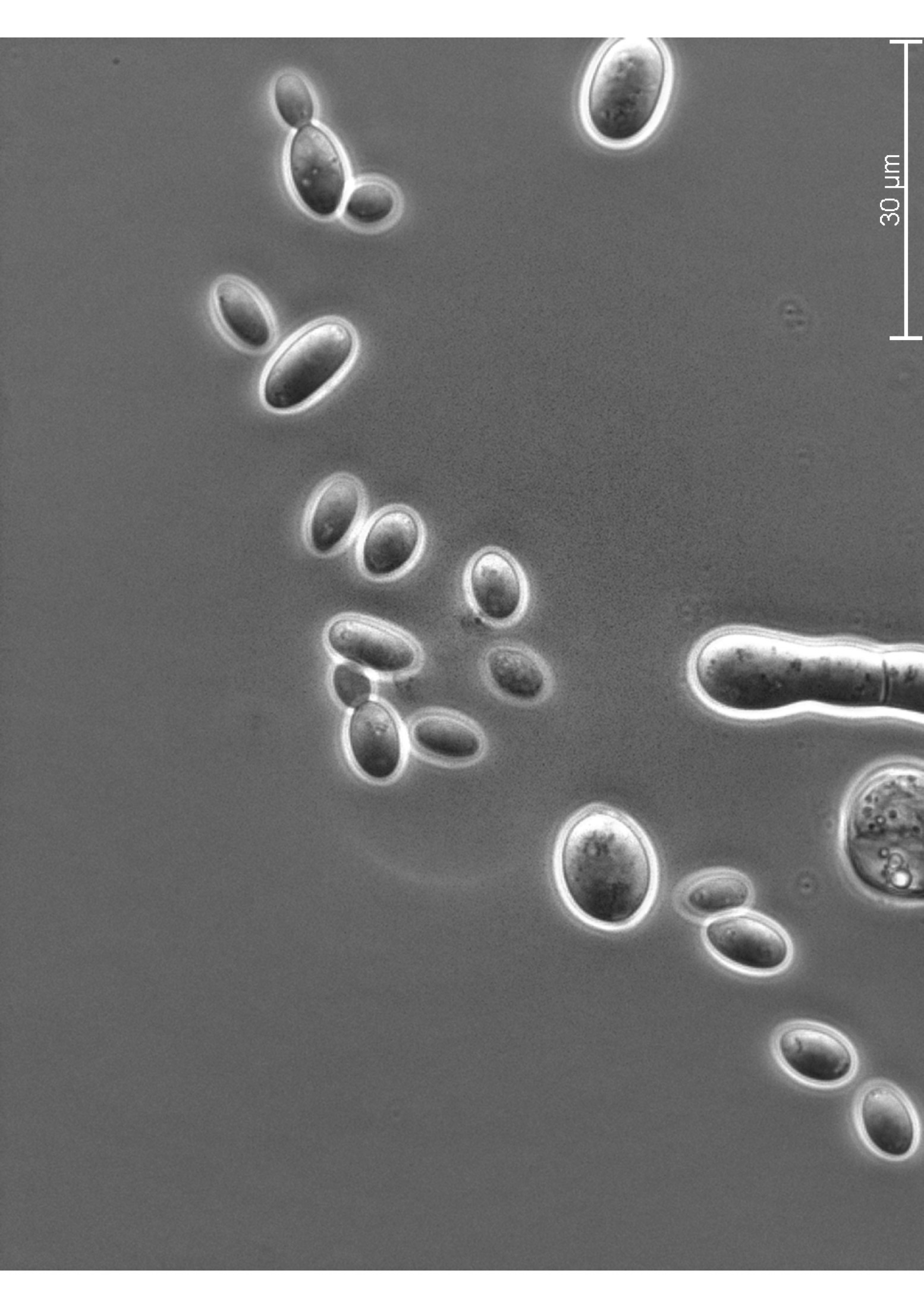 Research page about yeast in grape must.
